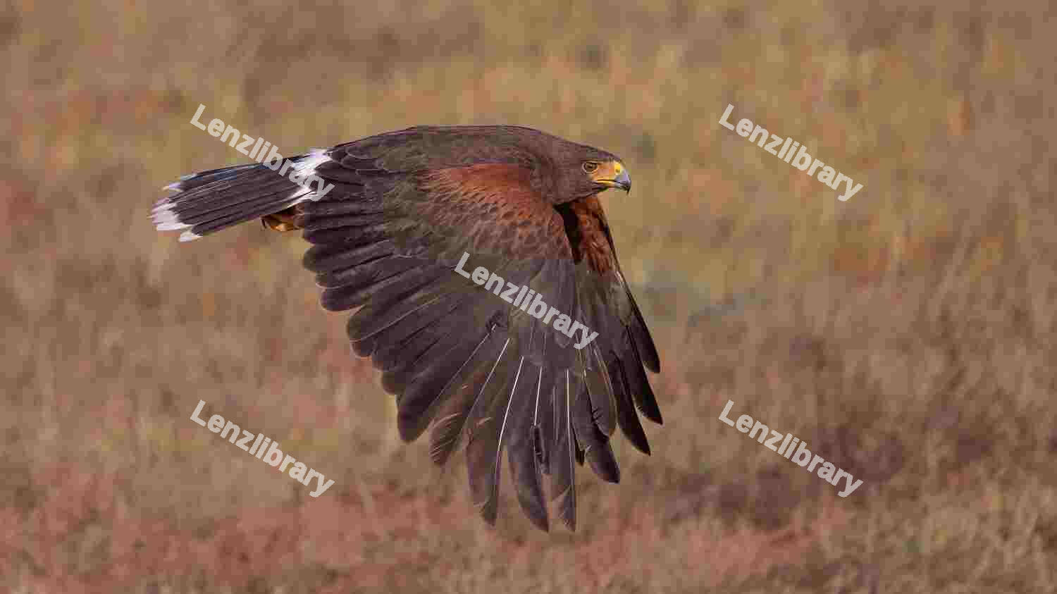 Hauk Flying